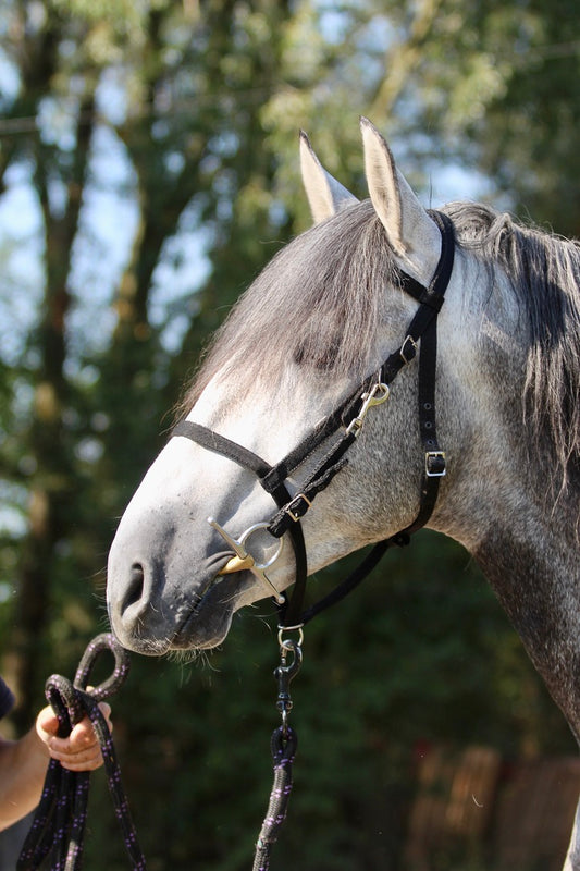 Endurance Combination Bridle