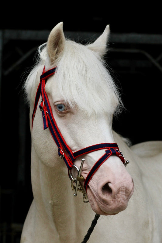 Standard Bridle - Flash Noseband