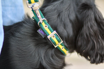 Cushion Web Dog Collar