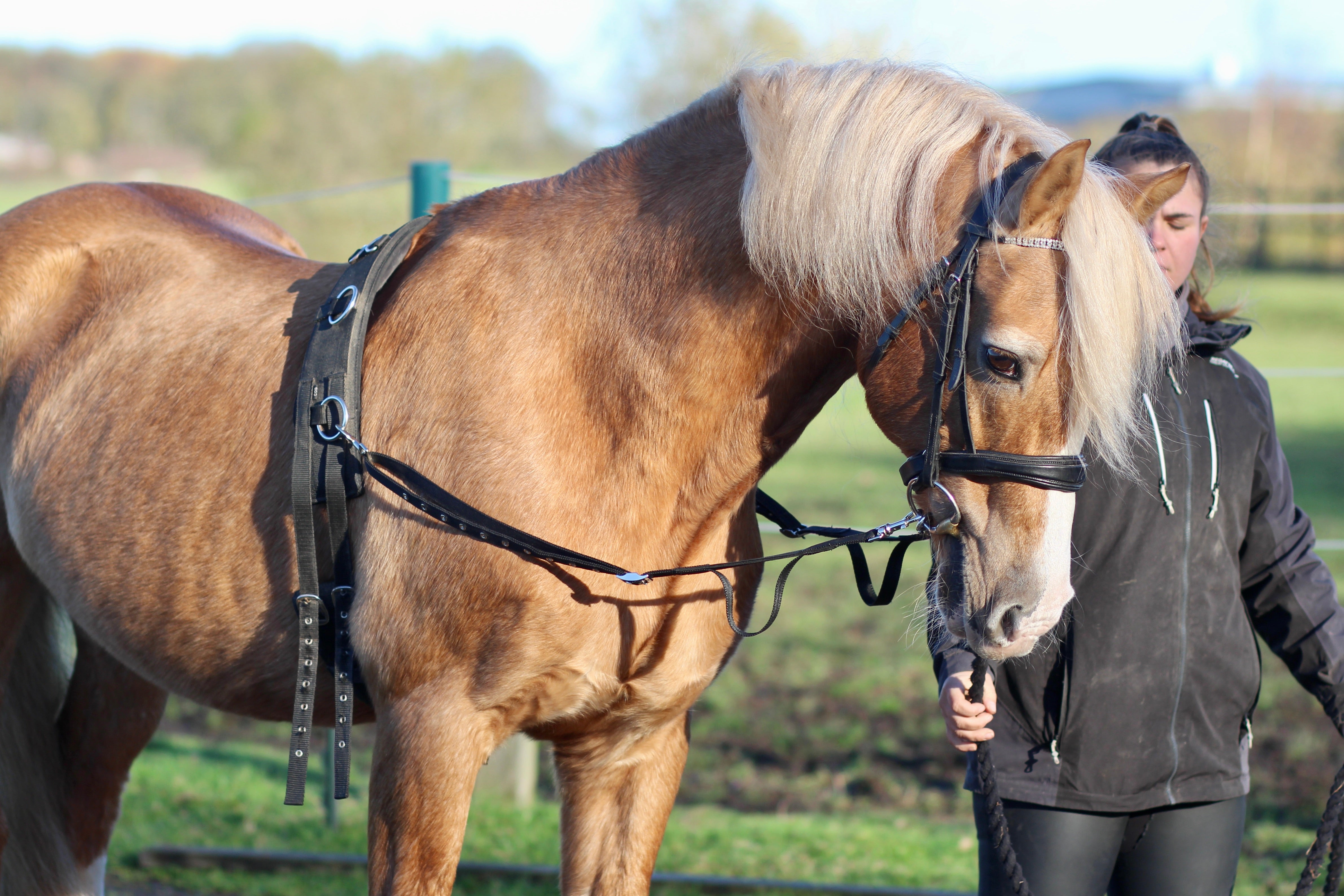 Elasticated Side Reins – Libbys Horse Tack and Dog Leads