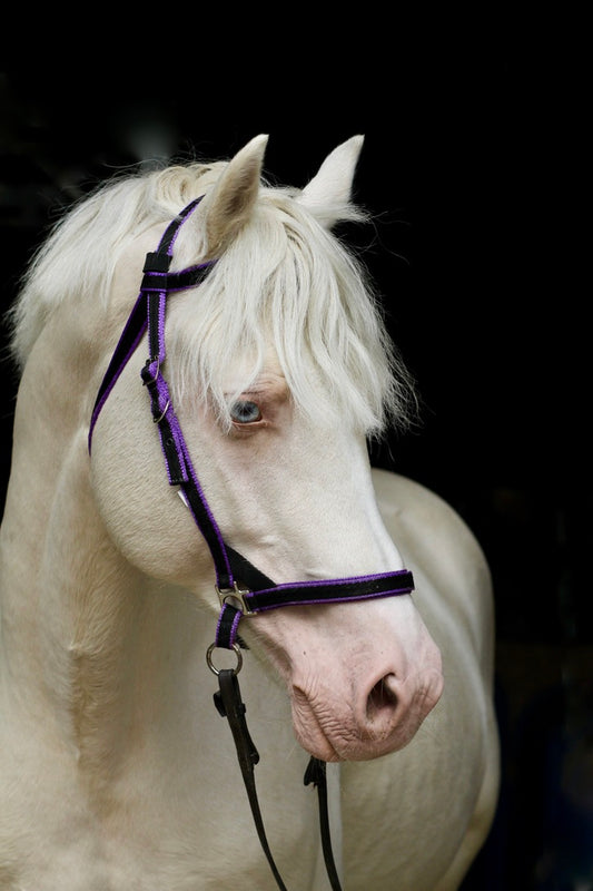 Scawbrig Bitless Bridle