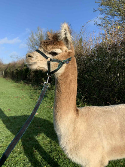 Banbury Headcollar - For Minis, Alpaca, Llama, Sheep