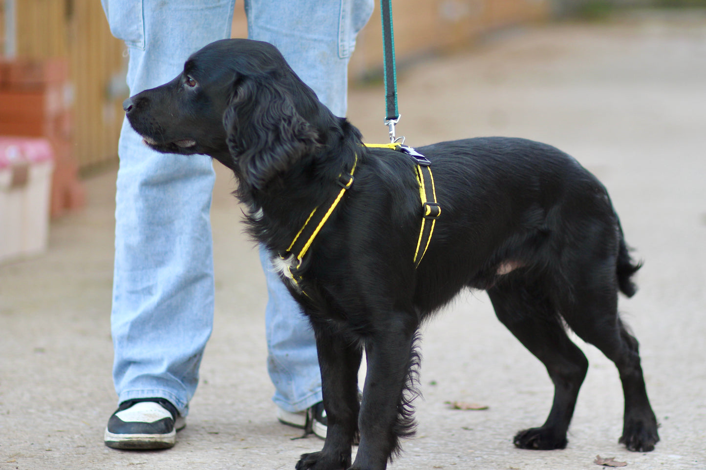 Webbing Dog Harness