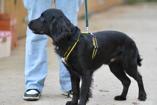 Webbing Dog Harness