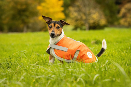Waterproof Dog Coat - Orange