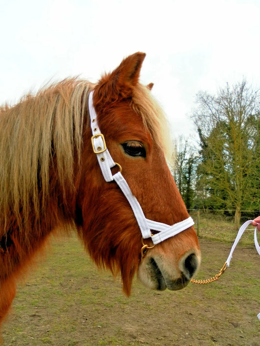 White Webbing In-hand Show Halter with Chain Lead