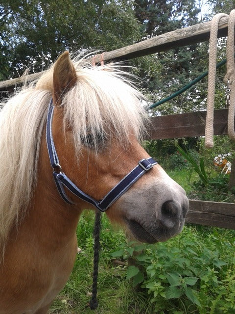 Treby Headcollar